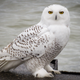 Snowy owl is not impressed.